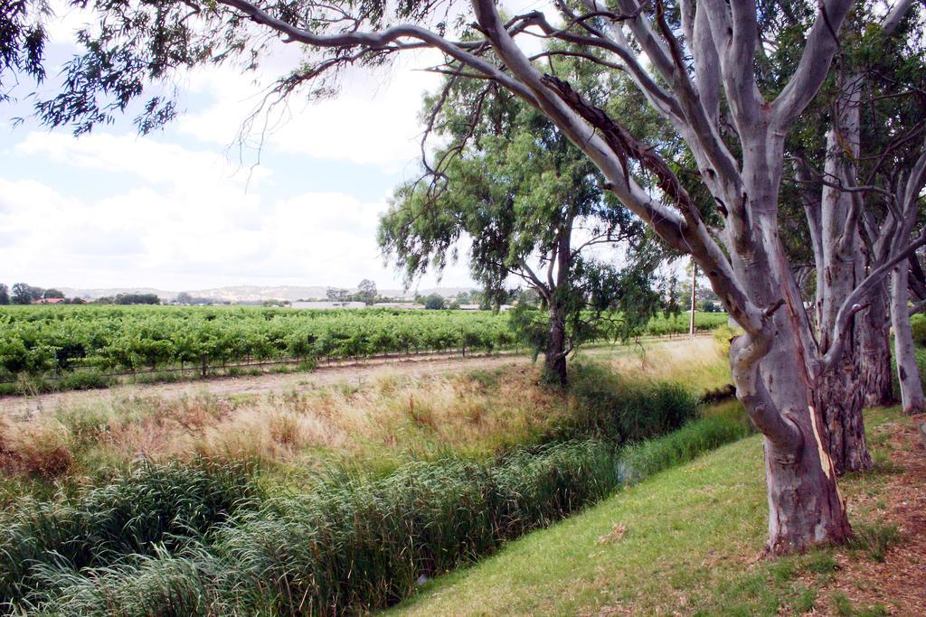 Vine Inn Barossa Nuriootpa Esterno foto