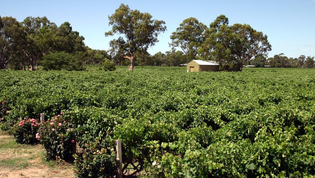 Vine Inn Barossa Nuriootpa Esterno foto